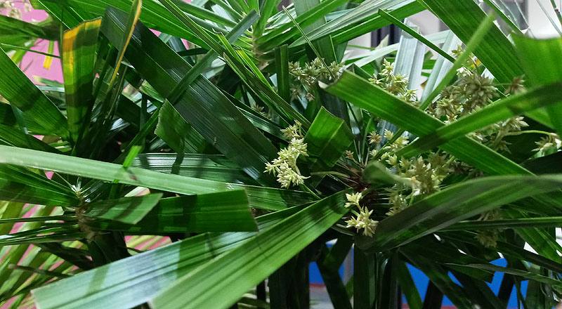 輪傘草 (圖片3)