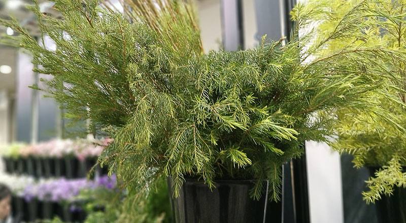 澳洲茶樹 (圖片4)