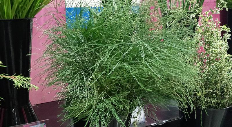蘆荀草 (圖片1)