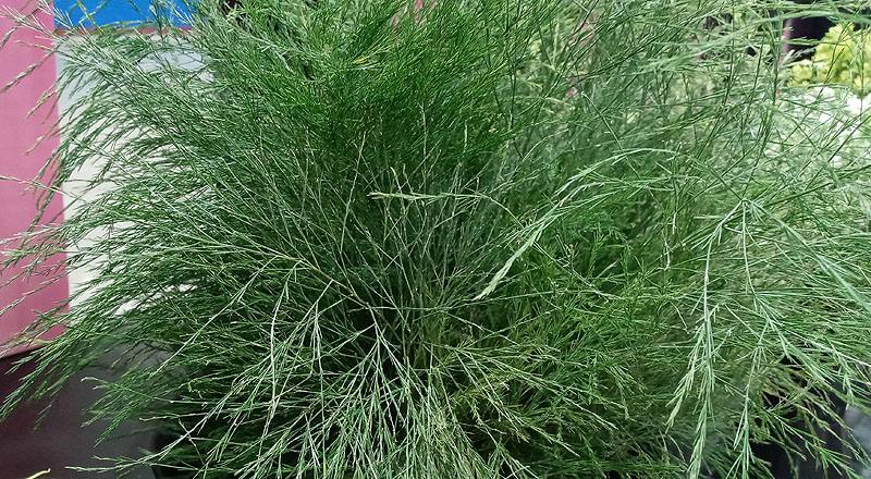 蘆荀草 (圖片2)