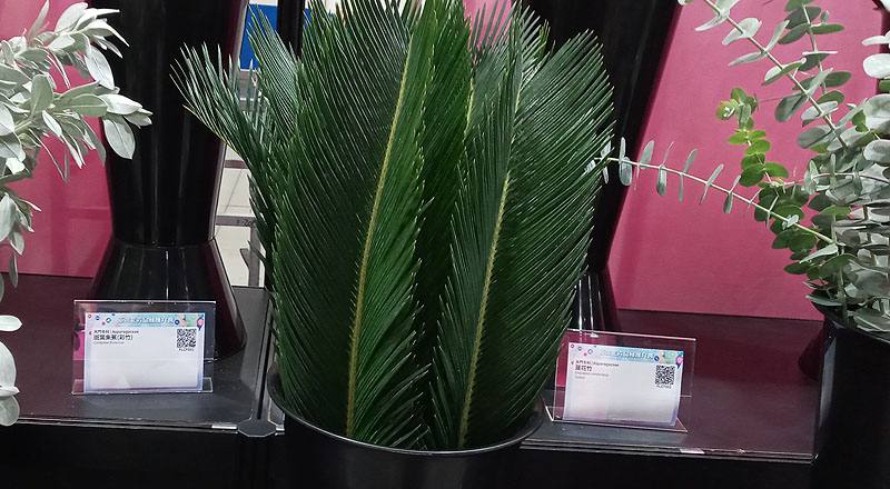 鐵樹葉 (圖片1)