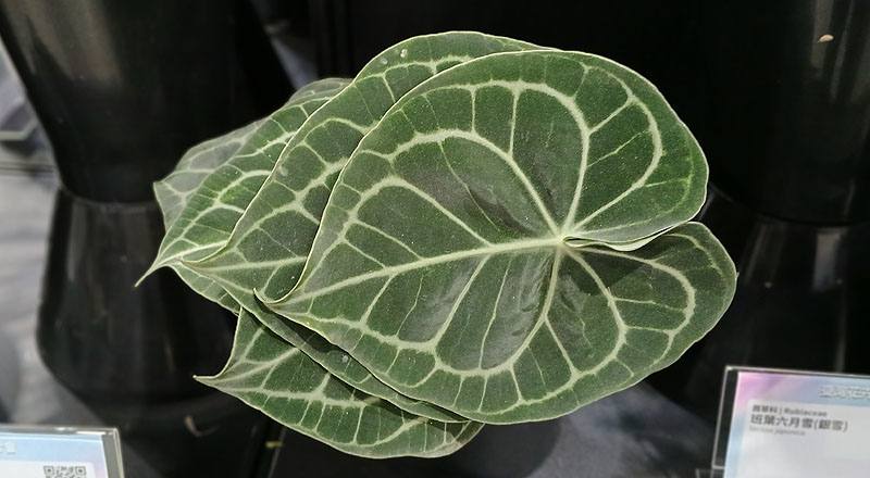 火燭葉 (圖片3)