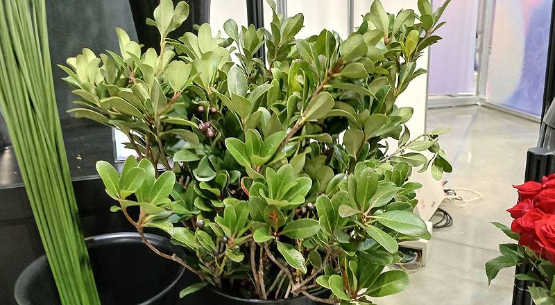 石斑木 (圖片1)