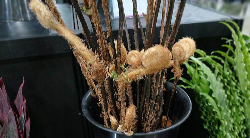 毛全捲 (圖片3)