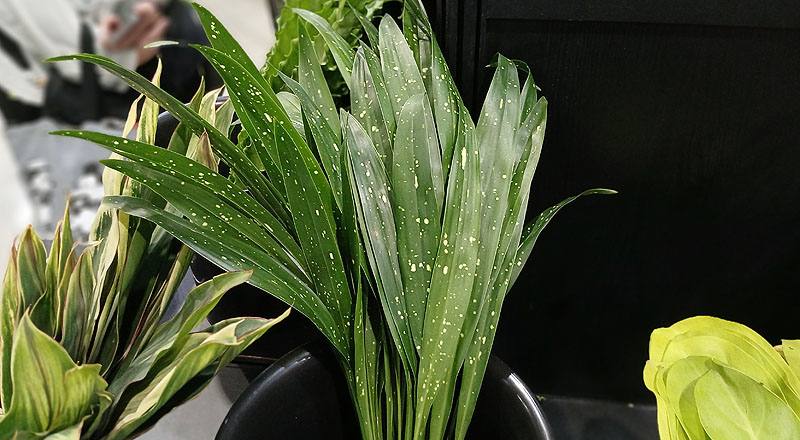 星點葉蘭 (圖片1)