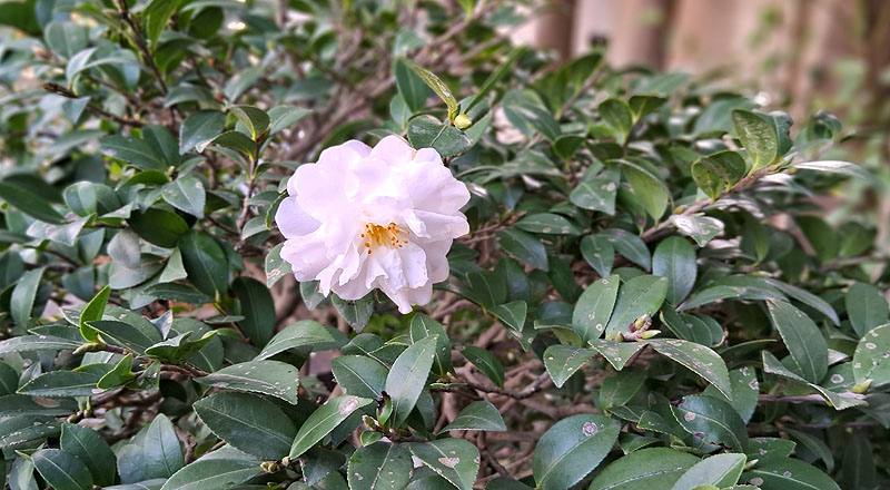 玉芙蓉 (圖片4)
