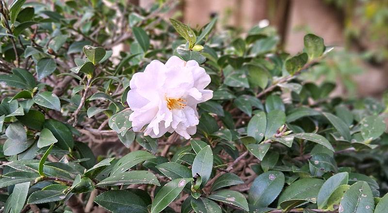 玉芙蓉 (圖片2)