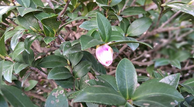 玉芙蓉 (圖片1)