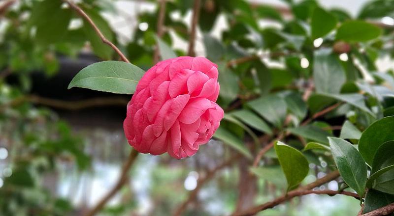 伊莉莎白薇芙 (圖片3)