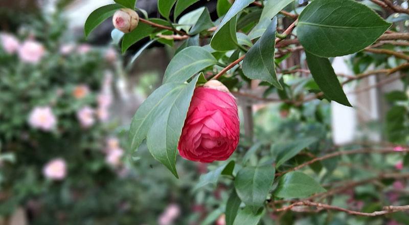 伊莉莎白薇芙 (圖片8)