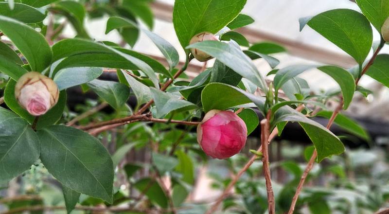 伊莉莎白薇芙 (圖片6)