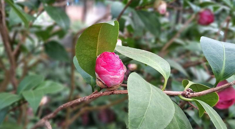 伊莉莎白薇芙 (圖片7)