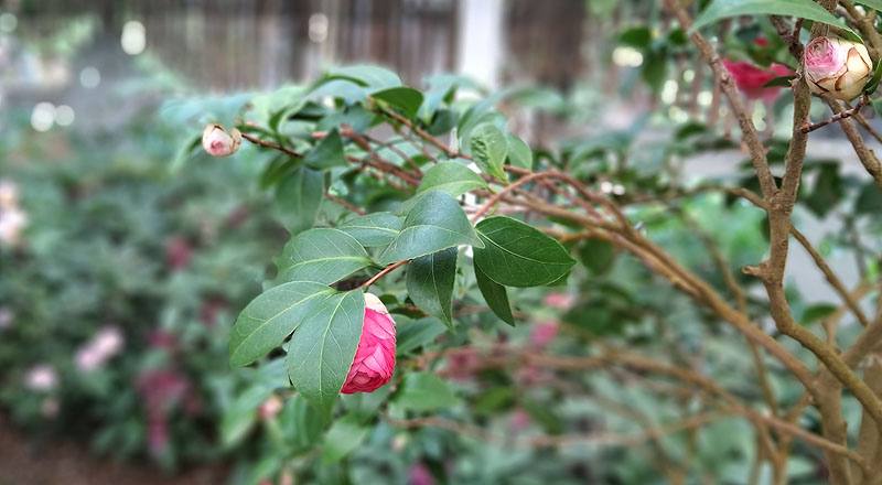 伊莉莎白薇芙 (圖片4)
