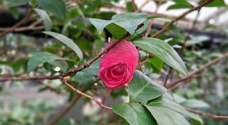 伊莉莎白薇芙 (圖片5)