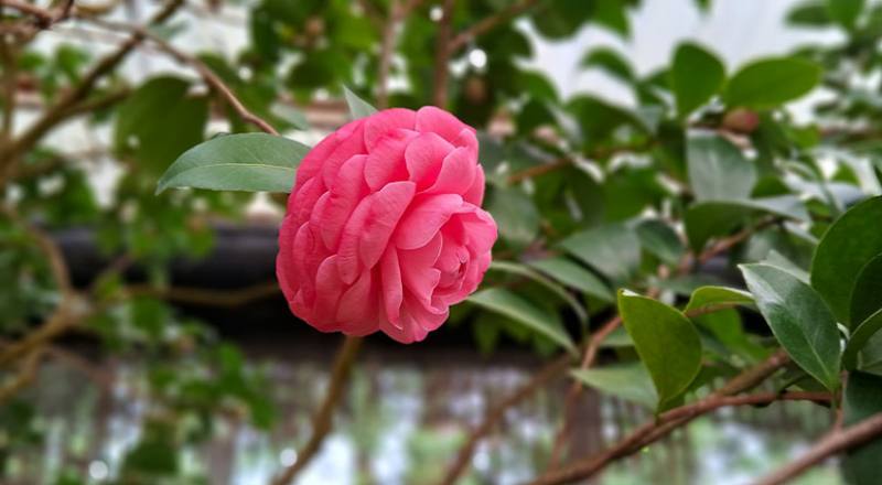 伊莉莎白薇芙 (圖片2)
