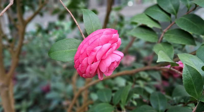 伊莉莎白薇芙 (圖片1)