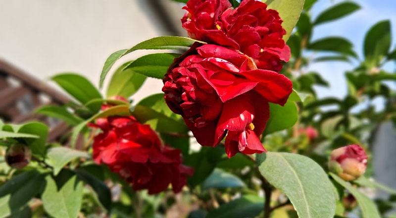 伯拜范 (圖片6)