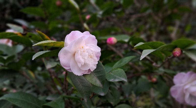 辛那蒙辛蒂 (圖片8)