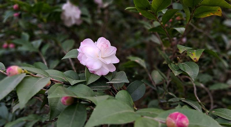 辛那蒙辛蒂 (圖片4)