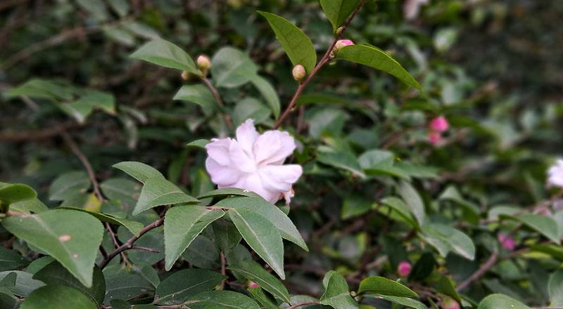 辛那蒙辛蒂 (圖片3)
