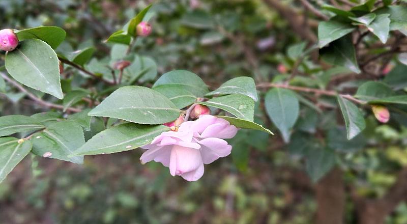 辛那蒙辛蒂 (圖片6)