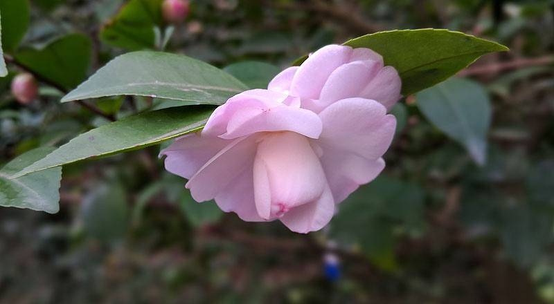 辛那蒙辛蒂 (圖片5)