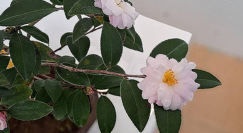 油茶 (圖片1)