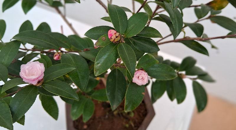 油茶 (圖片3)
