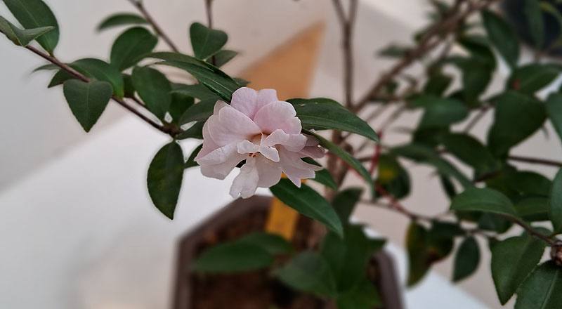 油茶 (圖片4)