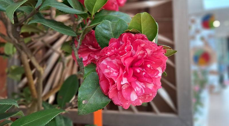花貝拉 (圖片7)