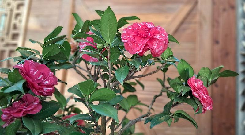 花貝拉 (圖片4)
