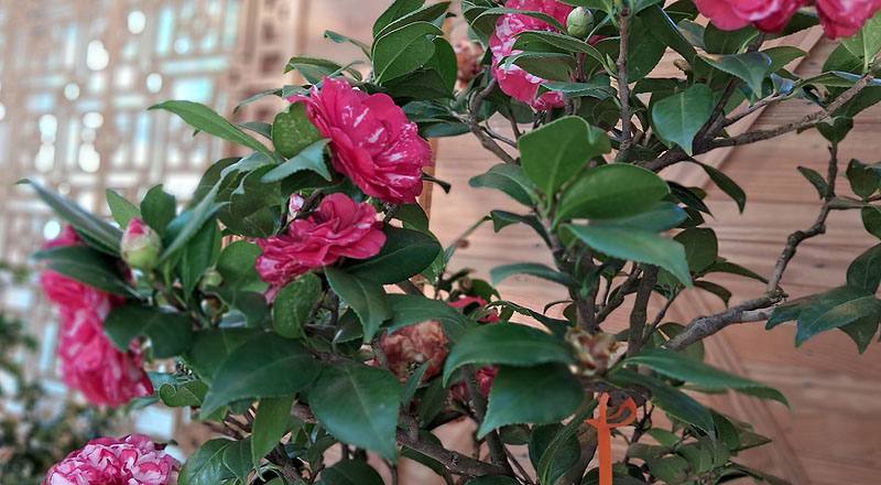 花貝拉 (圖片3)