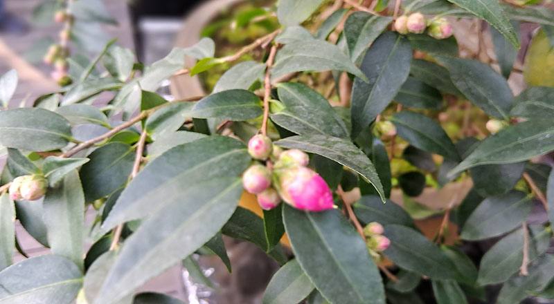 春節 (圖片6)