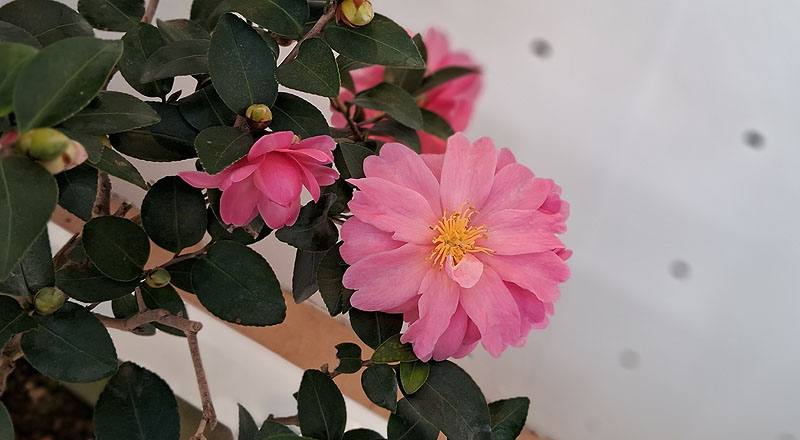姬光輝 (圖片1)