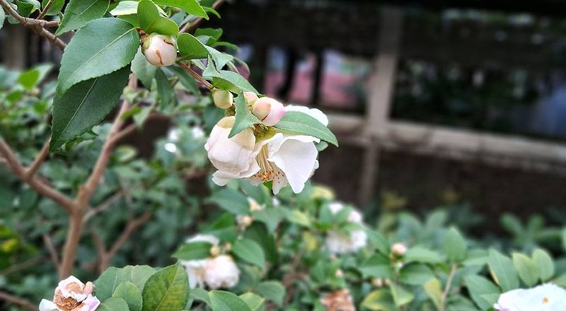 甜香水 (圖片7)