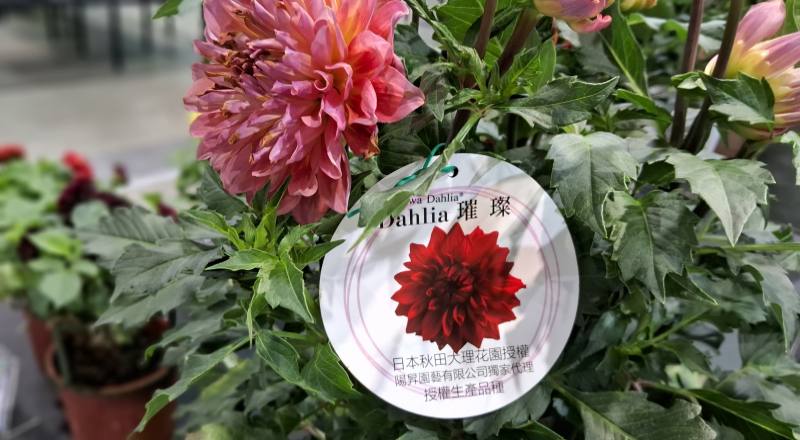 黑珍珠 (圖片4)