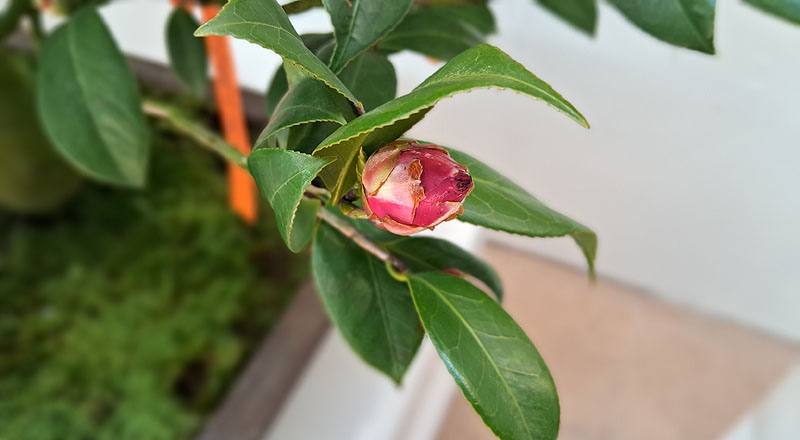 瑪格麗特麗修 (圖片1)
