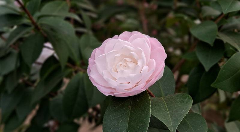 黛安娜王妃 (圖片5)