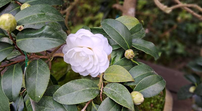 薩摩 (圖片4)