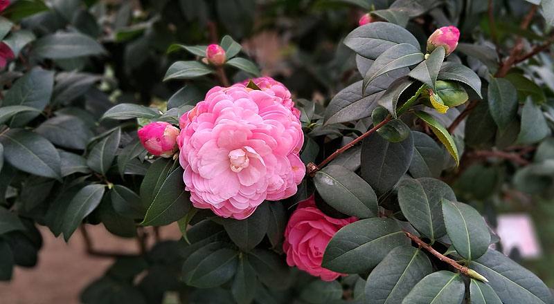 寶貝夫人 (圖片2)