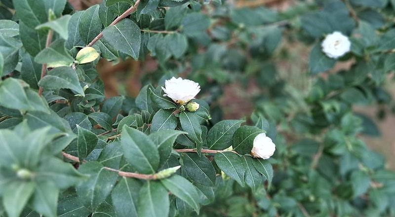 蘇州菊花茶 (圖片4)