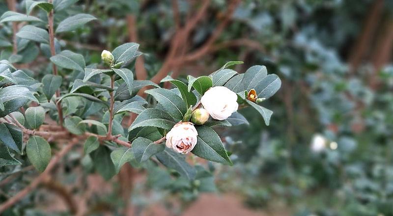 蘇州菊花茶 (圖片6)