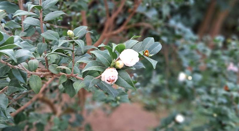 蘇州菊花茶 (圖片5)